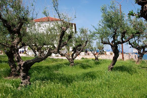KORONI: KALANTONIS SOTIRIS