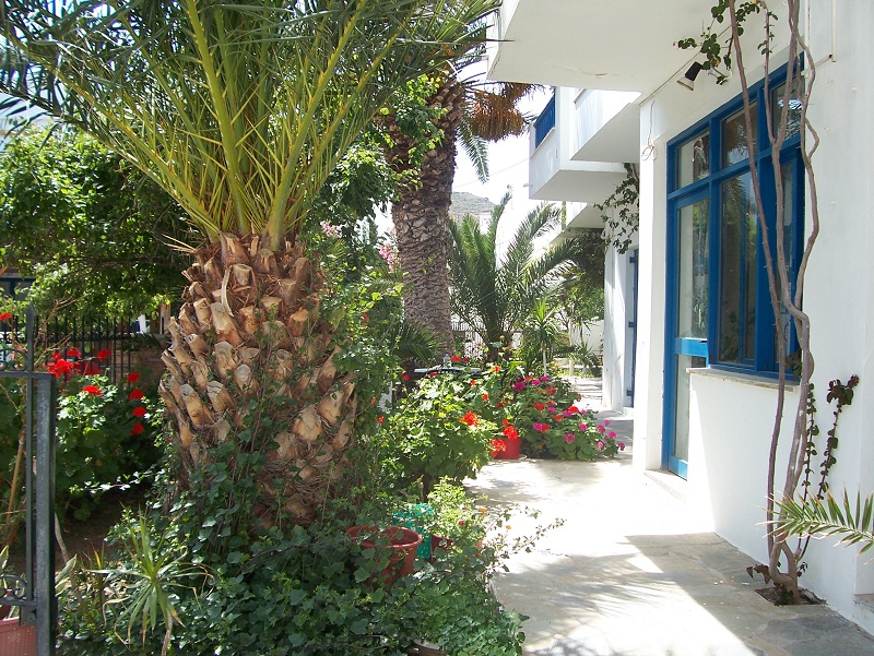 ΚΥΘΝΟΣ: ΦΟΙΝΙΚΑΣ ΚΥΘΝΟΥ